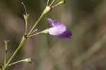 Tenlobe false foxglove